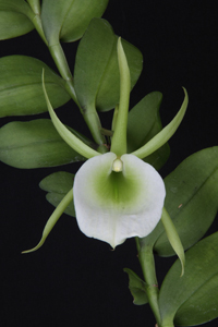 Angcm. infundibulare Diamond Orchids HCC 77 pts.